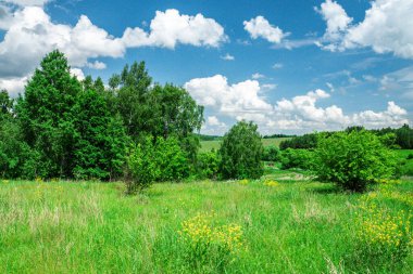 Gökyüzü, kozalaklı orman ve yeşil çayır manzarası
