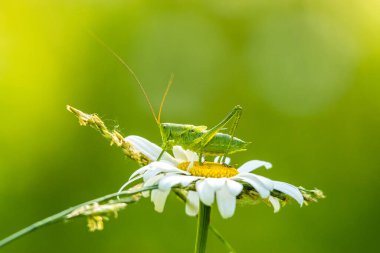 Çekirge bulanık bir zemin ile papatya çayının üzerinde oturur.