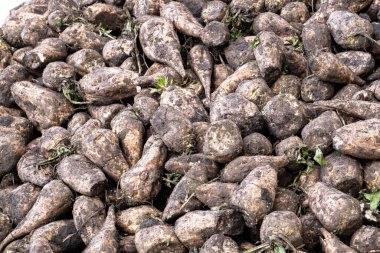 Şeker pancarı yakın plan, tarlada yatıyor. Çizim ve tasarım için