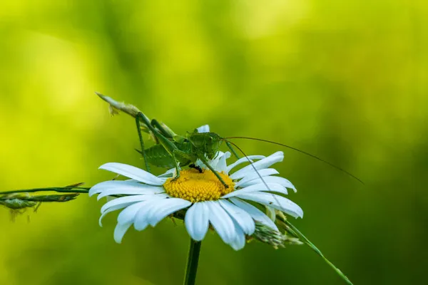 Gros Plan Insecte Sur Une Fleur — Photo
