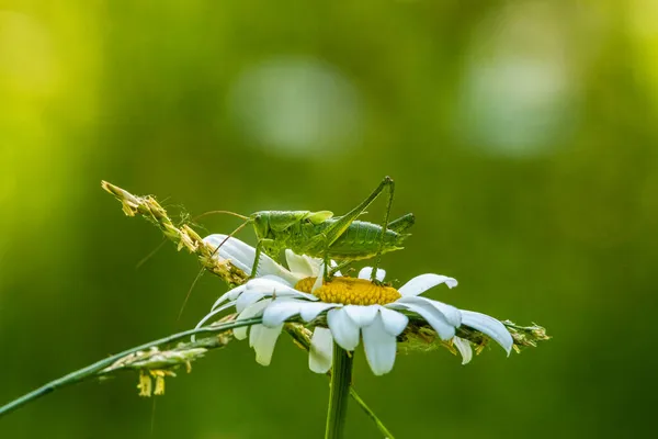 Image Insecte Pour Conception Utilisation — Photo