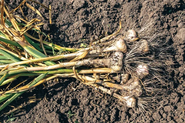 Foto Van Een Groot Plan Van Gerijpte Knoflook Tuin — Stockfoto