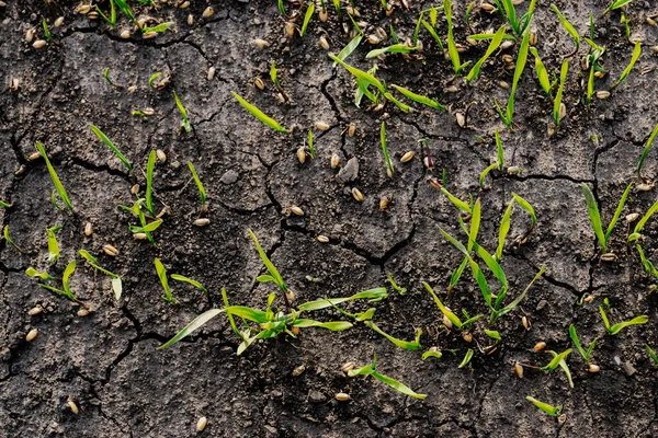 Droogte Klimaatverandering Mislukking Van Oogsten Hongerbegrip — Stockfoto