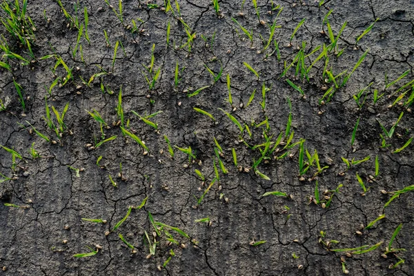 Cracked Ground Rain Grain Ground — Stock Photo, Image