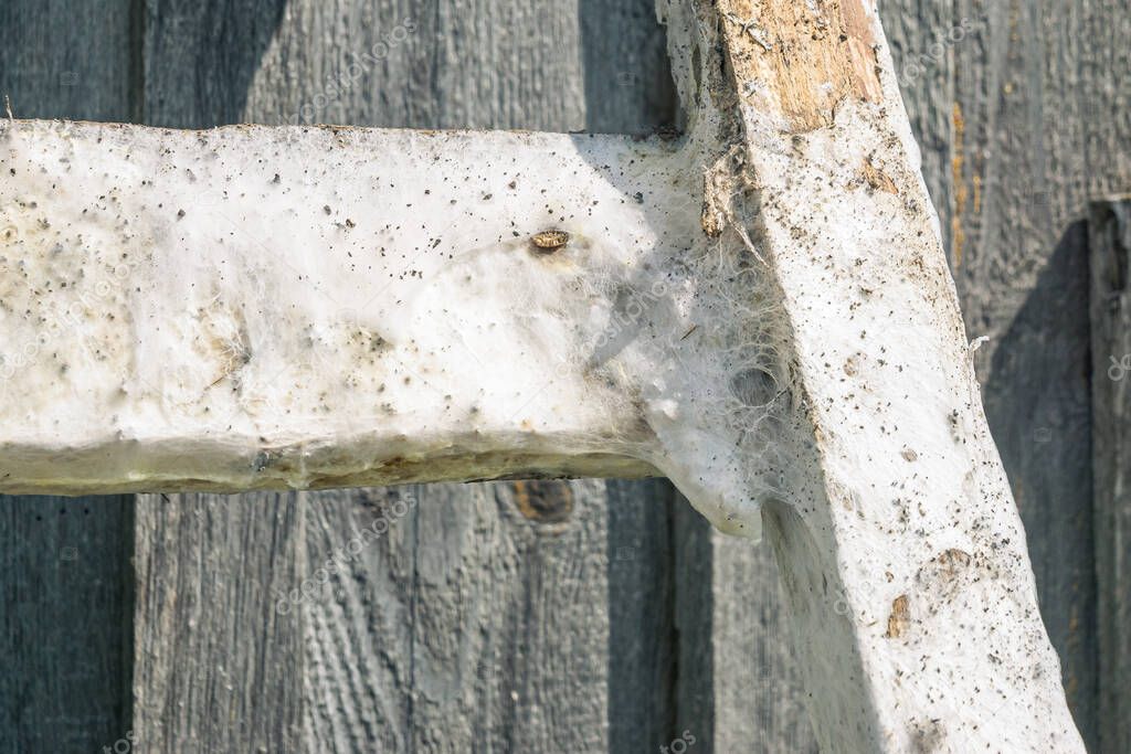 A photograph of mold on a wooden product. Fungus that struck the