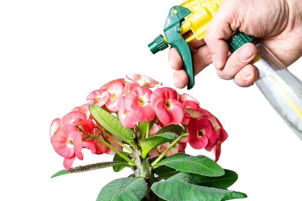 Floricultura Melhorando Atmosfera Casa Umidificando — Fotografia de Stock