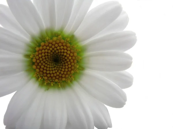 Marguerite fleur — Photo