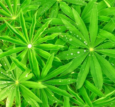 yeşil yapraklar arkaplan