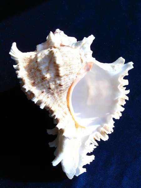 热带壳 — 图库照片