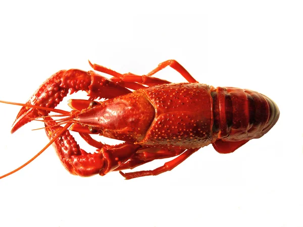 Crawfish boild — Stok Foto