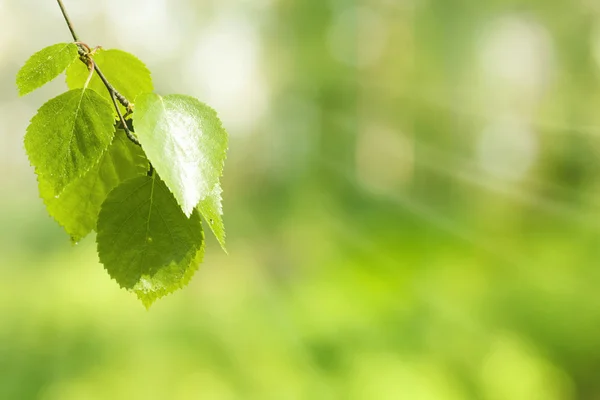 Foglie di betulla — Foto Stock