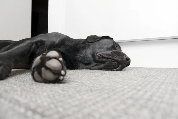 Sleeping Labrador — Stock Photo, Image