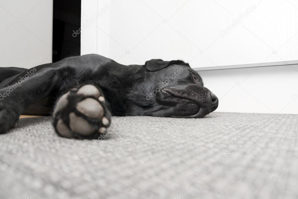 Sleeping Labrador