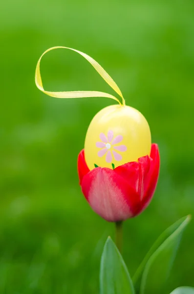 Easter egg inside red tulip in the garden — Stock Photo, Image