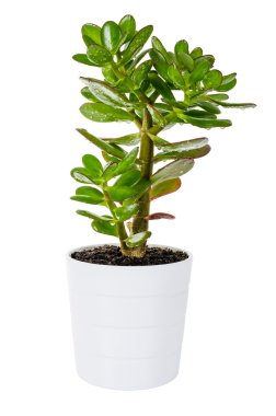 Green Crassula or money tree in white flower pot isolated clipart