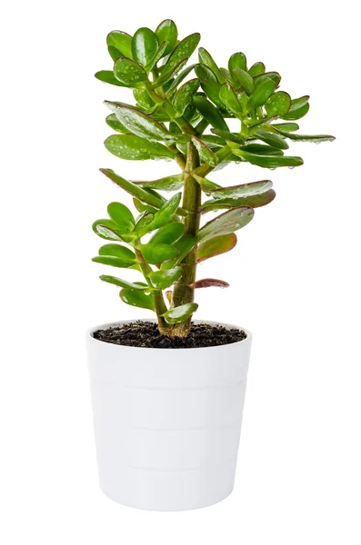 Green Crassula or money tree in white flower pot isolated — Stock Image Green Crassula or money tree in white flower pot isolated Stock Image