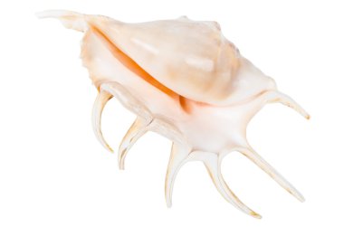 güzel okyanus kabuğu üzerinde beyaz izole