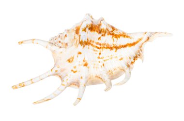 güzel okyanus kabuğu üzerinde beyaz izole