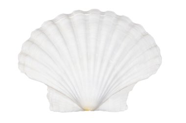 güzel okyanus kabuğu üzerinde beyaz izole