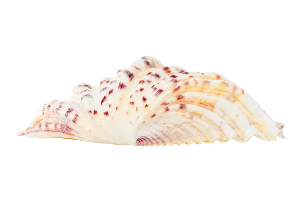 Beautifiul ocean shell isolated on white — Stock Photo, Image