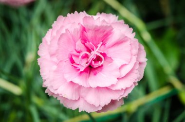 yeşil arka plana sahip güzel pembe karanfil