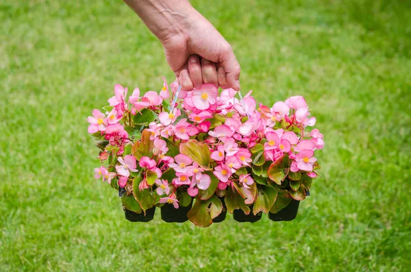 Mano tiene contenitore di fiori rosa begonia in giardino — Foto Stock