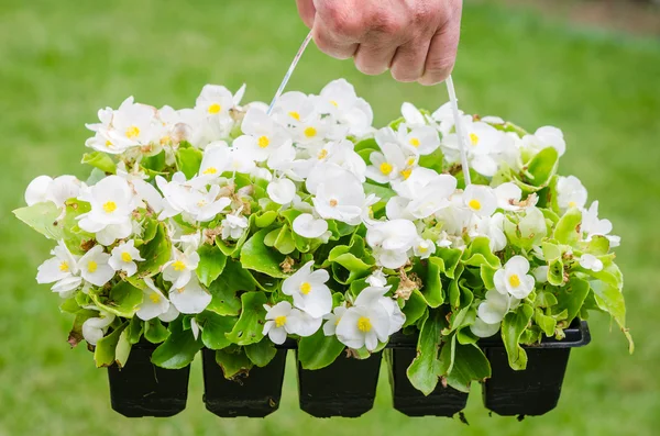 Mano tiene contenitore di begonia fiore bianco in giardino — Foto Stock