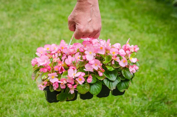 Mano tiene contenitore di fiori rosa begonia in giardino — Foto Stock