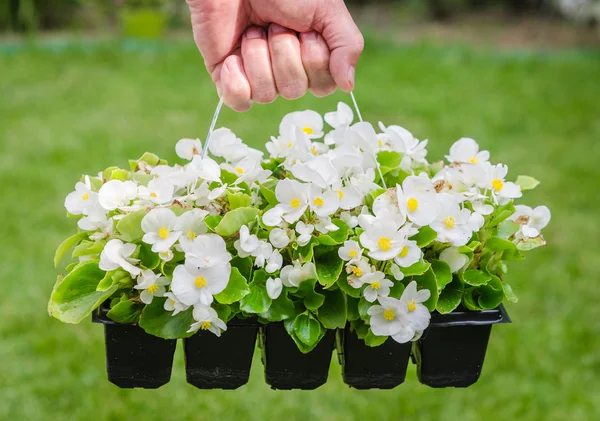Mano tiene contenitore di begonia fiore bianco in giardino — Foto Stock