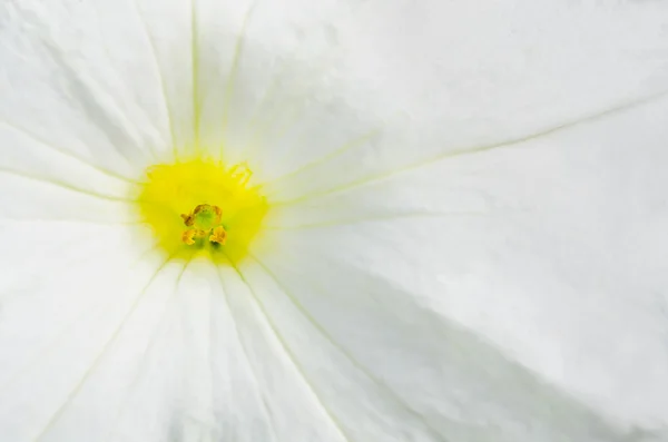 おしべと花粉白いペチュニアの花のマクロ撮影 — ストック写真