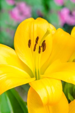 güzel sarı Zambak çiçeği yaz bahçesinde