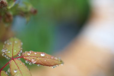 su yapraklarda erken sabah yağmur sonra düşer.