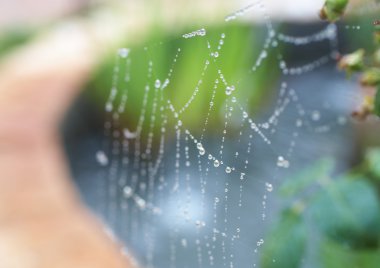 su damlaları örümcek web