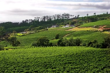 tepeler karşı güzel bir şarap çiftliği