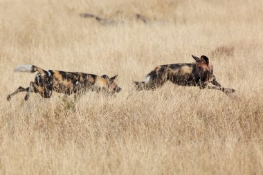 Afrika Vahşi köpekler
