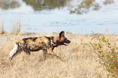 Afrika Vahşi köpekler