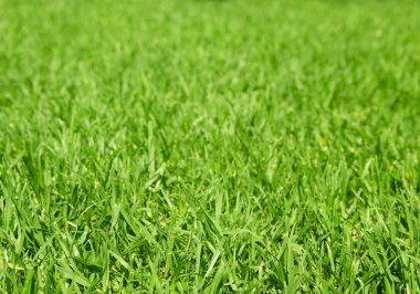 Yeşil Çimen Arkaplanı