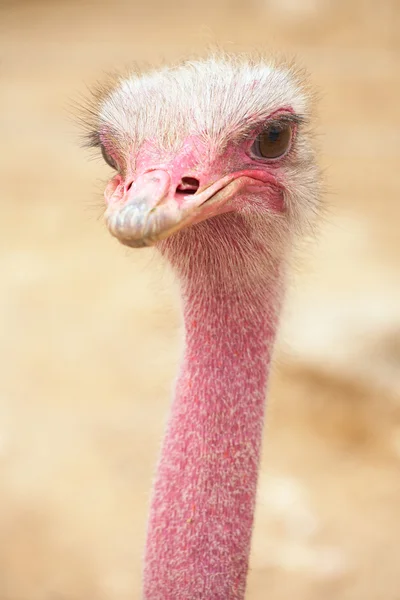 Portret van een vrouwelijke struisvogel met kopie ruimte. ondiepe scherptediepte — Stockfoto