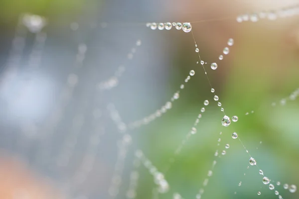 Gotas de agua en una tela de arañas — Foto de Stock