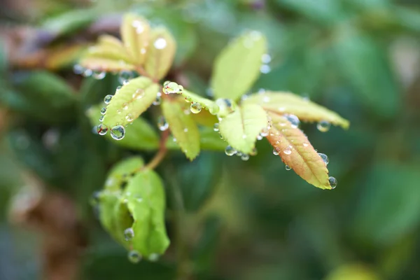 Water drops on leaves after early morning rain — Stock Photo, Image