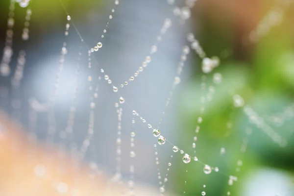 Water drops on a spiders web — Stock Photo, Image