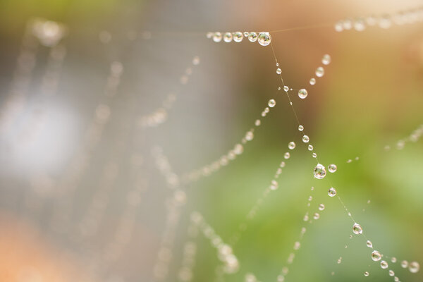 Water drops on a spiders web