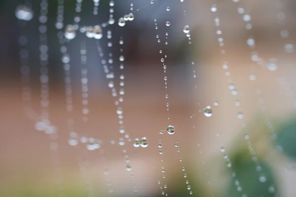Gotas de água em uma teia de aranhas — Fotografia de Stock