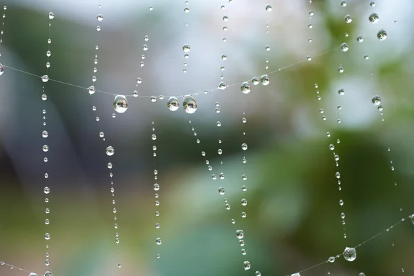 Water drops on a spiders web — Stock Photo, Image