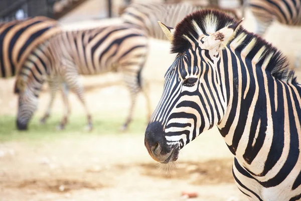 Zebra. — Fotografia de Stock