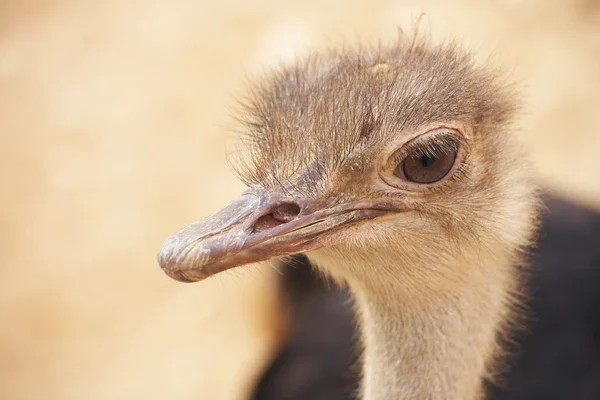 Portret van een vrouwelijke struisvogel met kopie ruimte. ondiepe scherptediepte — Stockfoto