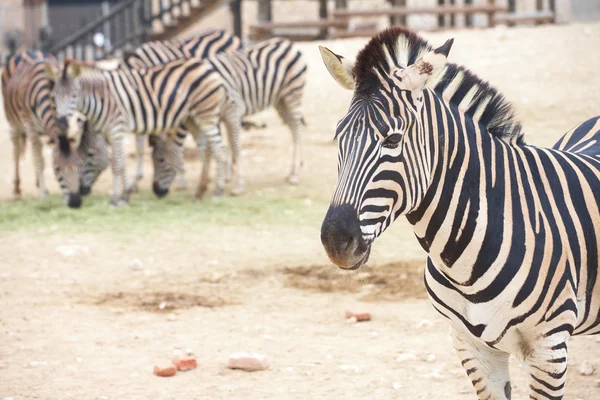 Zebra. — Fotografia de Stock