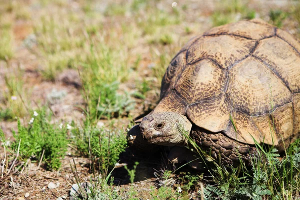 Tortuga africana en el Karoo, Sudáfrica — Foto de Stock