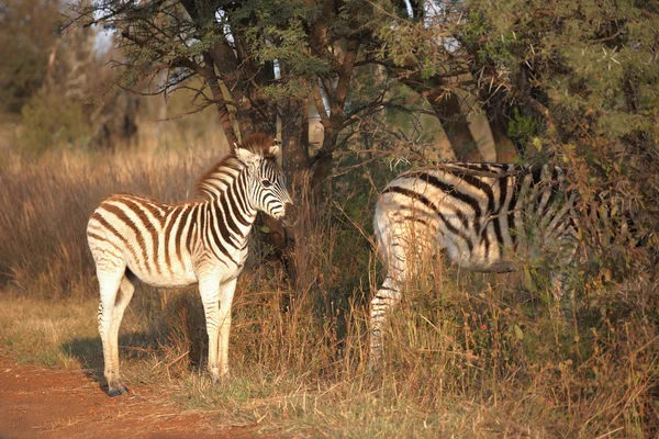 Zebra's staan naast de weg — Stockfoto