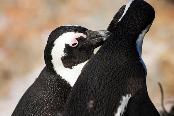 Jackass penguenleri — Stok fotoğraf